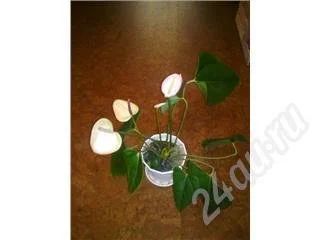Лот: 450148. Фото: 1. Антуриум Симбол. Горшечные растения и комнатные цветы