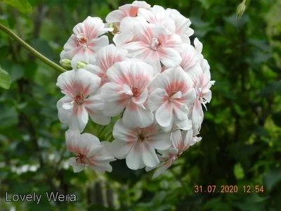 Лот: 17149494. Фото: 1. Lovely Wera пеларгония - зонартик. Горшечные растения и комнатные цветы