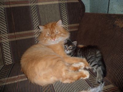 Лот: 4513251. Фото: 1. Кошечка. Кошки, котята
