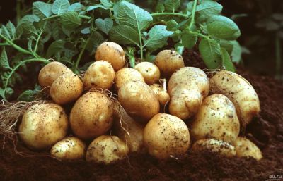 Лот: 18201996. Фото: 1. Картошка, картофельй. Картофель