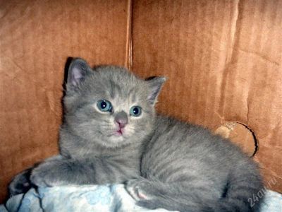 Лот: 1018691. Фото: 1. Британские котята. Остальные животные