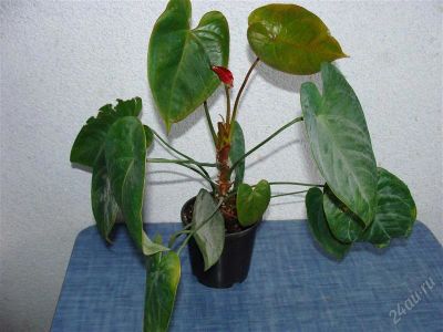 Лот: 2028429. Фото: 1. Антуриум Черная Королева (Anthurium... Горшечные растения и комнатные цветы