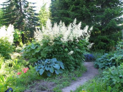 Лот: 11453171. Фото: 1. Волжанка двудомная ( Aruncus dioicus... Садовые цветы