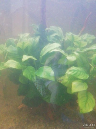 Лот: 14455576. Фото: 1. Анубиас. Водные растения
