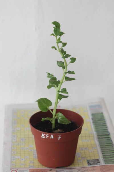 Лот: 5123025. Фото: 1. Фуксия Alfred Fuhrmann. Горшечные растения и комнатные цветы