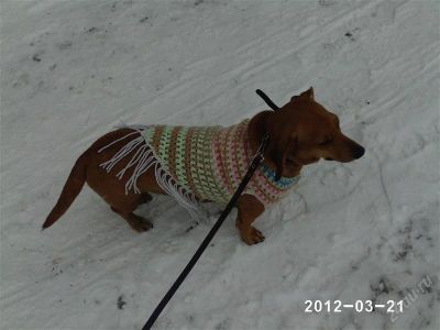 Лот: 2138726. Фото: 1. пончо для леди. Ошейники, одежда, конное снаряжение