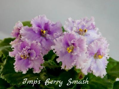 Лот: 4623931. Фото: 1. Мини фиалка сортовая Imp's Berry... Горшечные растения и комнатные цветы