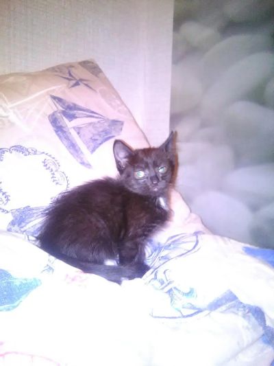 Лот: 7021060. Фото: 1. черная кошечка. Кошки, котята