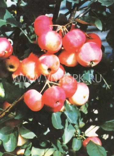 Лот: 6013049. Фото: 1. ведерко ранетки+груши 5л. Ягоды, орехи