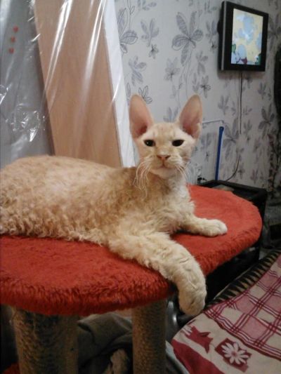 Лот: 3459228. Фото: 1. Донской сфинкс (брашик). Кошки, котята