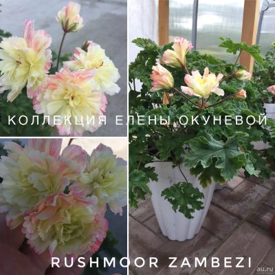 Лот: 16492151. Фото: 1. Пеларгония Rushmoor Zambezi. Горшечные растения и комнатные цветы