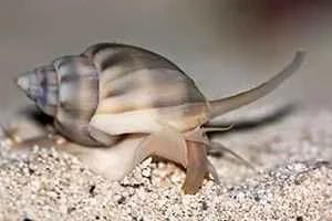 Лот: 5635848. Фото: 1. Песчаная улитка Нассариус (Nassarius... Моллюски, ракообразные, кораллы