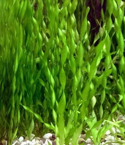 Лот: 11547136. Фото: 1. Растения водоросли живые для аквариума... Водные растения