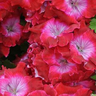 Лот: 6857442. Фото: 1. Пеларгония королевская Bermuda... Садовые цветы