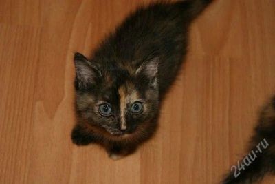 Лот: 2085365. Фото: 1. Подарю скромную маленькую кошечку. Кошки, котята
