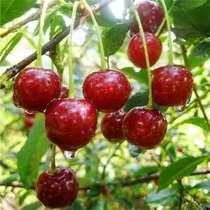 Лот: 11894060. Фото: 1. Свежая вишня 🍒. Ягоды, орехи