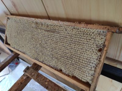 Лот: 7868872. Фото: 1. Мёд таёжный (разнотравный) в сотах... Мёд, продукты пчеловодства