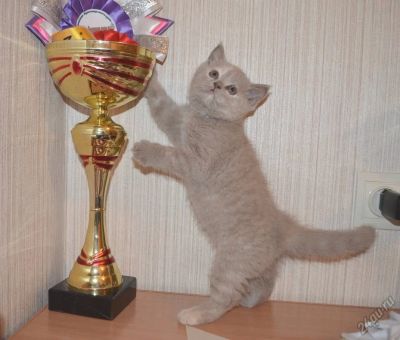 Лот: 5722333. Фото: 1. плюшка шотландская. Кошки, котята