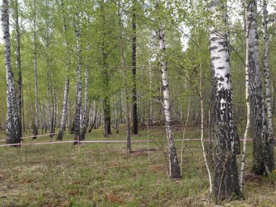 Лот: 5543764. Фото: 1. земельный участок снт Красноярские... Земельные участки