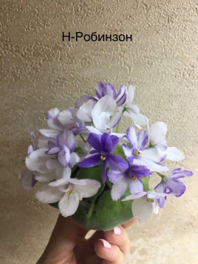 Лот: 15390341. Фото: 1. Минифиалка Н-Робинзон (стартер... Горшечные растения и комнатные цветы