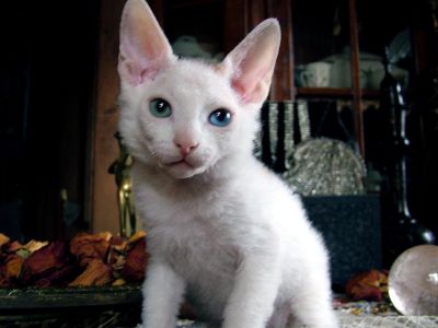 Лот: 12419976. Фото: 1. котёнок донского сфинкса - браш... Кошки, котята