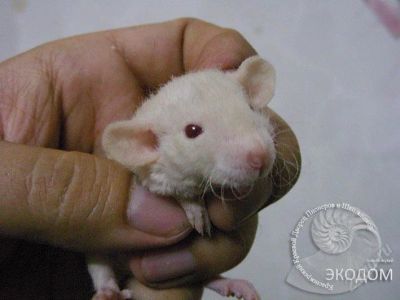 Лот: 97802. Фото: 1. Крысенок Кузя, порода дамбо-рекс... Остальные животные