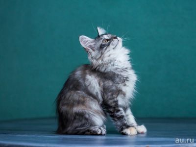 Лот: 12799152. Фото: 1. Котёнок Мейн-кун (Сольвейг). Кошки, котята