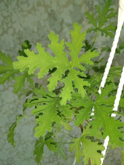 Лот: 18745174. Фото: 1. душистая пеларгония Fragrant Frosty. Горшечные растения и комнатные цветы