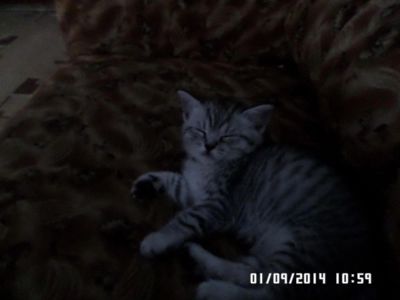Лот: 4511595. Фото: 1. Котенок британец. Кошки, котята