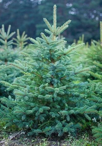 Лот: 8147755. Фото: 1. Ель колючая голубая (Picea pungens... Декоративные кустарники и деревья