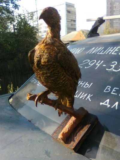 Лот: 3262103. Фото: 1. дичь фаршированная :) ватой. Предметы интерьера и быта