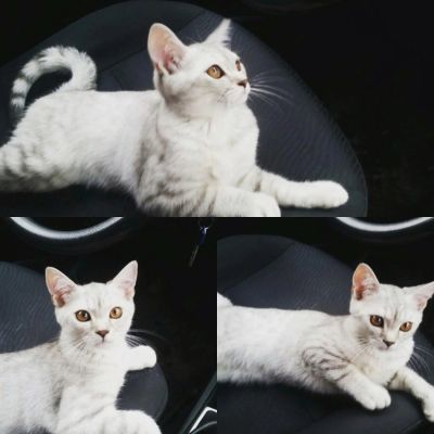 Лот: 6115326. Фото: 1. Шотландец мальчик прямоухий. Кошки, котята