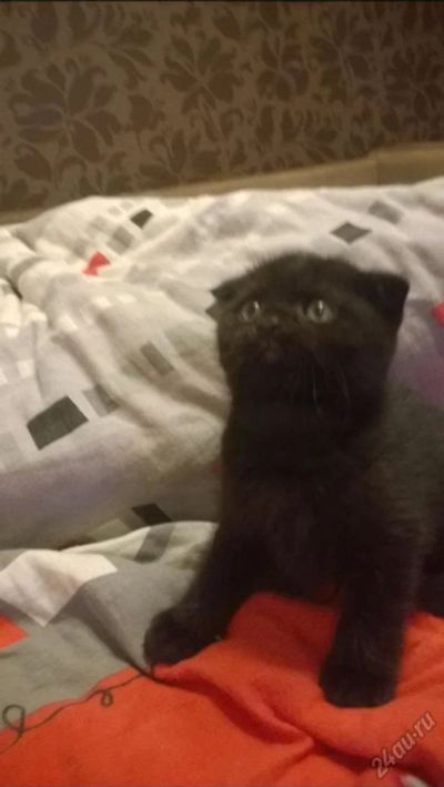 Лот: 5796937. Фото: 1. Шотландские вислоухие котята. Кошки, котята
