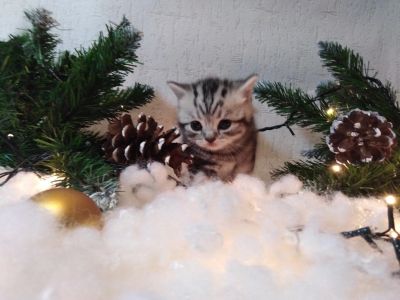 Лот: 12637004. Фото: 1. Чистокровный британец. Кошки, котята