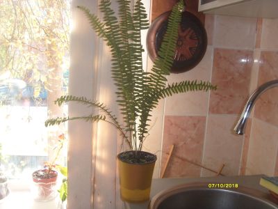 Лот: 11566705. Фото: 1. Нефролепис папоротник. Горшечные растения и комнатные цветы