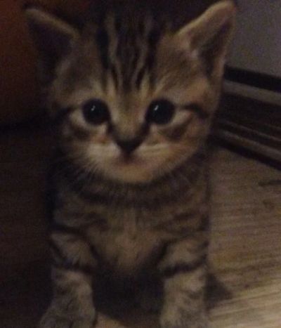 Лот: 6877323. Фото: 1. Шотландская чистокровная девочка... Кошки, котята