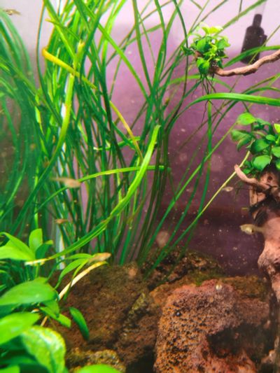 Лот: 18403296. Фото: 1. Cryptocoryne sp Nileshwar-B. Водные растения