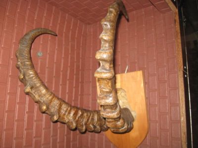 Лот: 11155524. Фото: 1. Рога козерога на медальоне. Предметы интерьера и быта