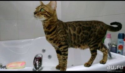 Лот: 14359924. Фото: 1. Бенгальская кошка 2. Кошки, котята