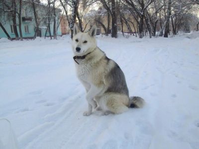 Лот: 6857042. Фото: 1. Собака компаньон в хорошие руки. Собаки, щенки