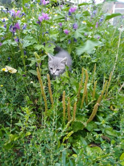 Лот: 14354507. Фото: 1. Котятки. Кошки, котята