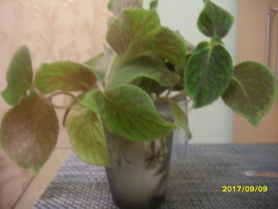 Лот: 10243270. Фото: 1. Колерия. Горшечные растения и комнатные цветы