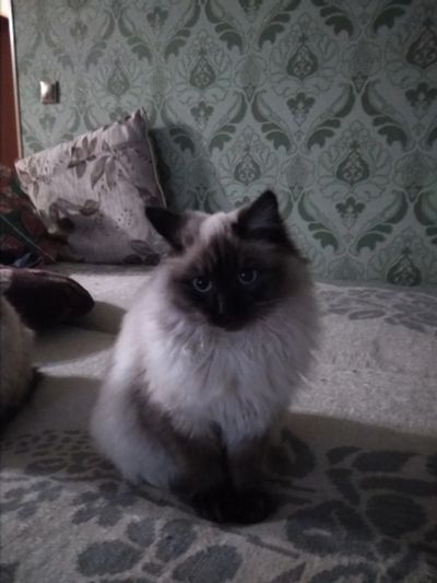Лот: 12751690. Фото: 1. отдам Кошечку в хорошие руки. Кошки, котята