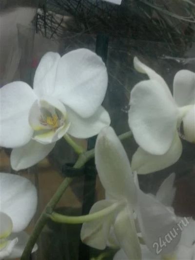 Лот: 542177. Фото: 1. Орхидея фаленопсис. Горшечные растения и комнатные цветы