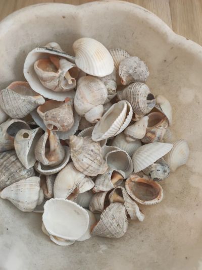 Лот: 21784874. Фото: 1. Ракушки с чёрного моря. Другое (растения и животные)