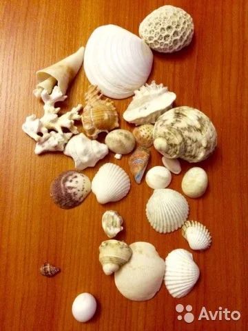 Лот: 7411634. Фото: 1. Ракушки. Сувенирные мелочи