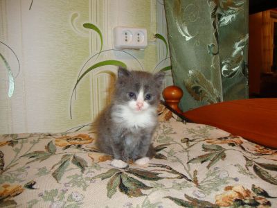 Лот: 2751851. Фото: 1. Отдам сибирского котенка в хорошие... Кошки, котята