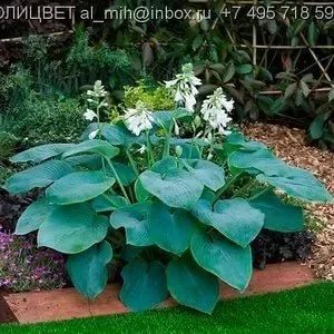 Лот: 9694018. Фото: 1. Хоста Брессингем блю. Садовые цветы