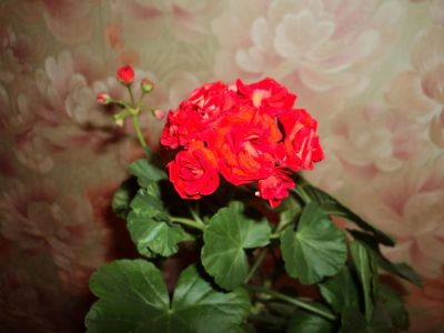 Лот: 11272017. Фото: 1. Розебудная красная пеларгония. Горшечные растения и комнатные цветы