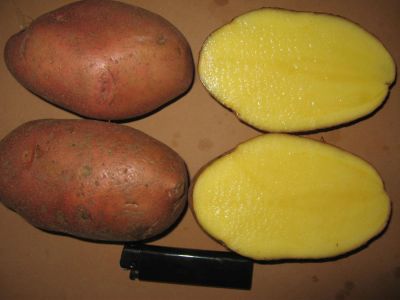 Лот: 4614563. Фото: 1. Картофель дачный. Картофель